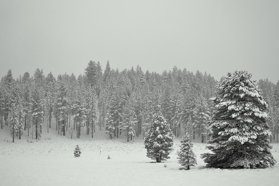 Snowy Meadow Photograph by Christine Owens Snowy Meadow Photograph by Christine Owens