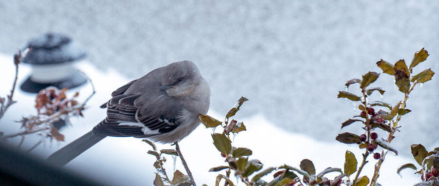 Snowy Mockingbird  Photograph by Jens Larsen
