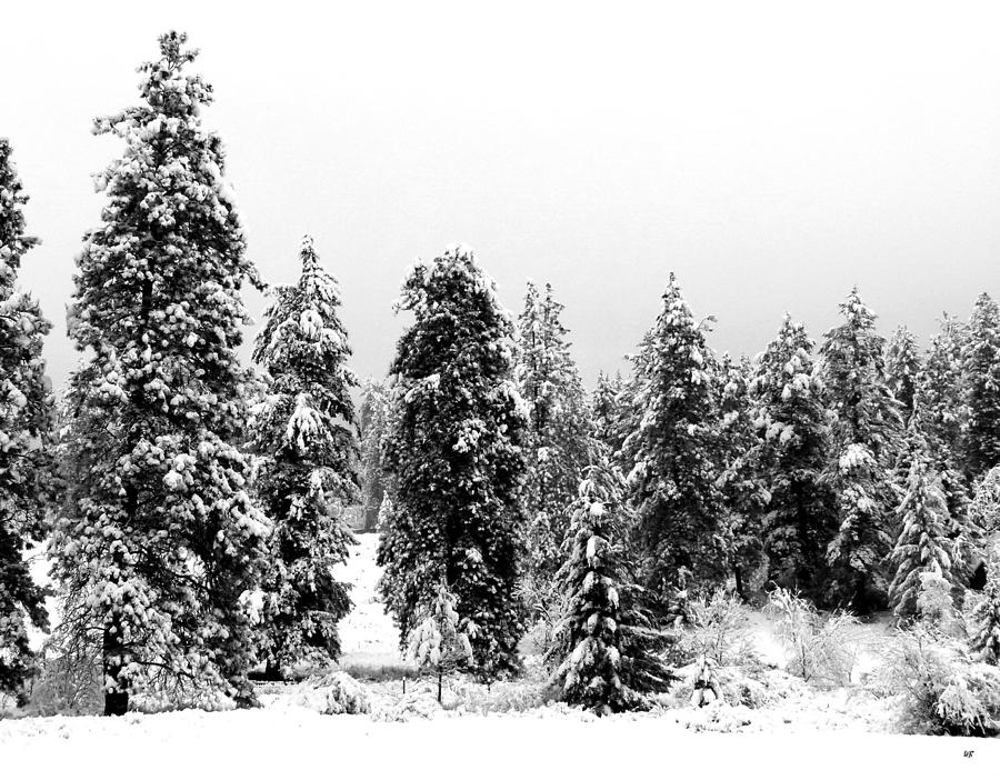 Snowy Morn Photograph by Will Borden