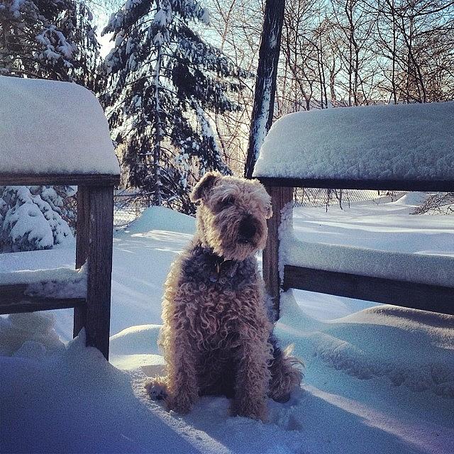 Terrier Photograph - Snowy Morning
#tesstheairedaleterrier by Teresa Delcorso