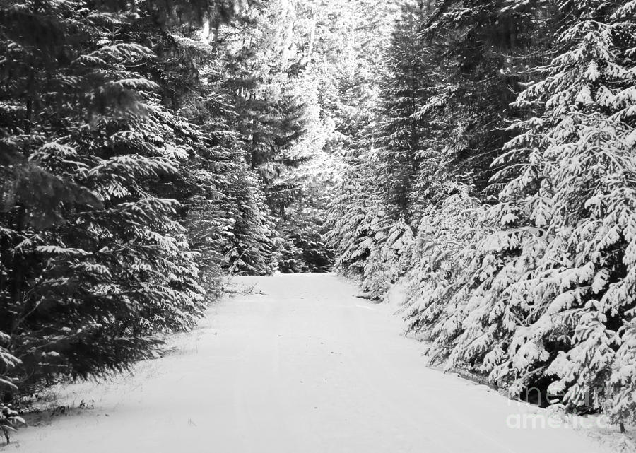 Snowy Mountain Road - Black and White Photograph by Carol Groenen
