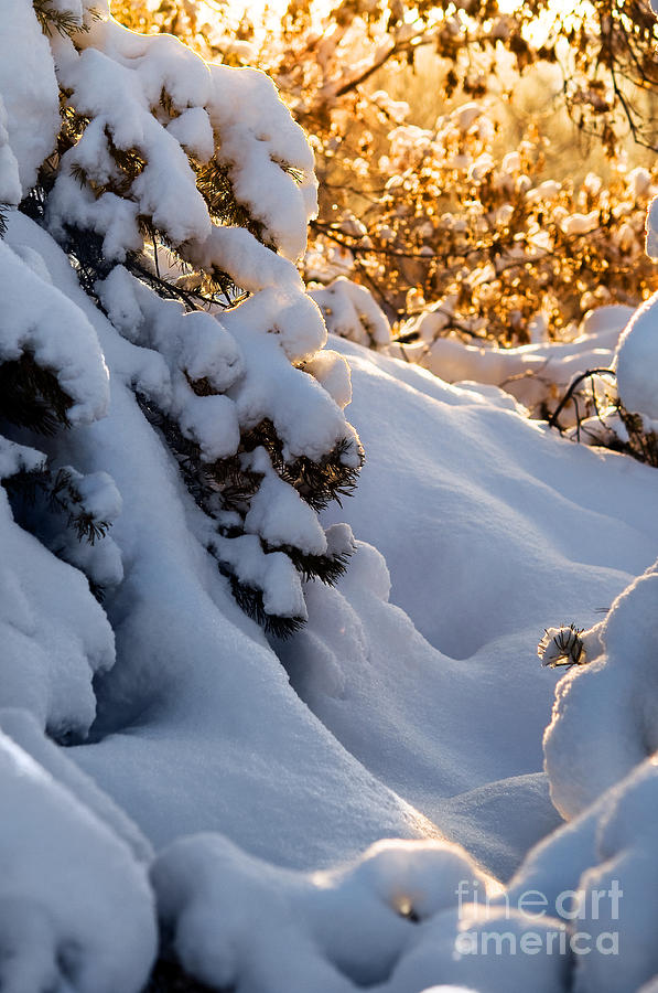 Snowy Mugo Pine Tree Photograph by Terry Elniski