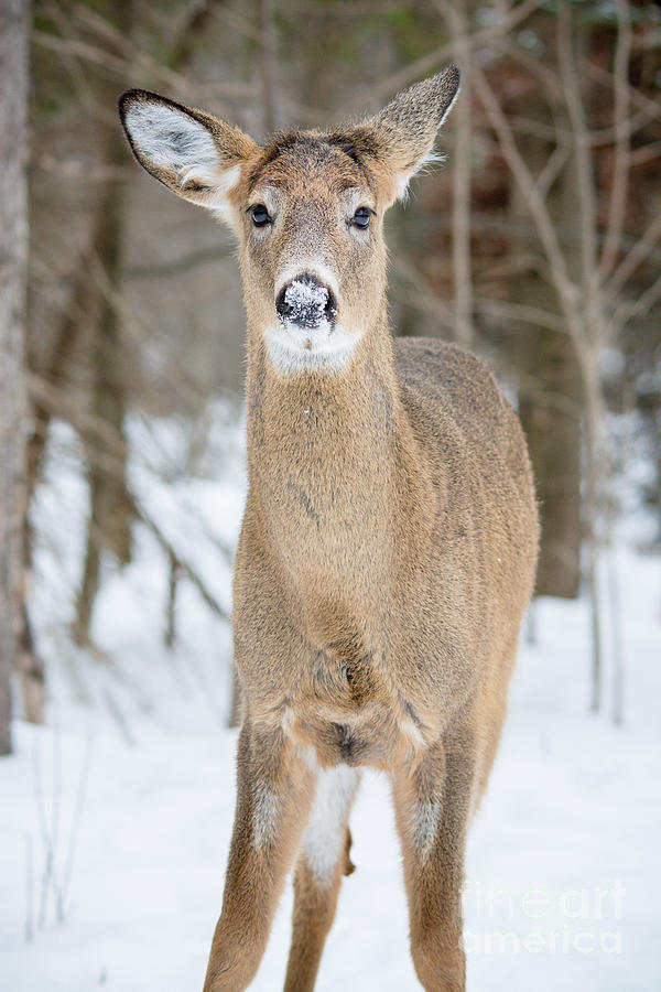 Snowy Nose Deer Photograph by Cheryl Baxter