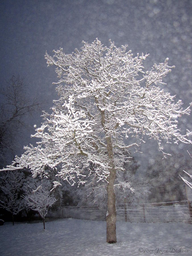 Snowy Oak Photograph by Joyce Dickens