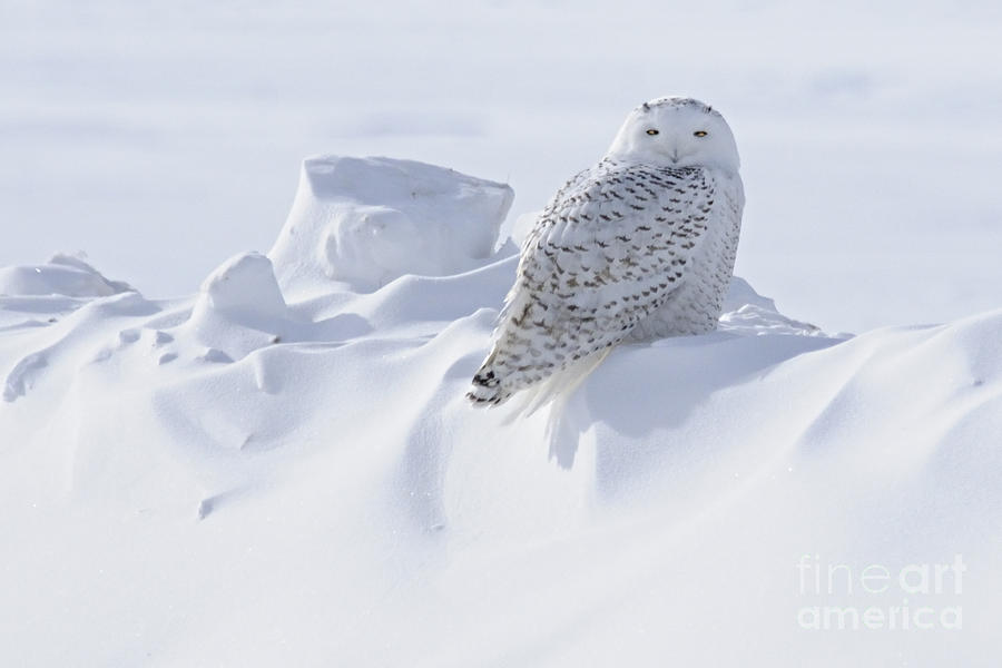 Snowy on a Snowbank Photograph by Larry Ricker