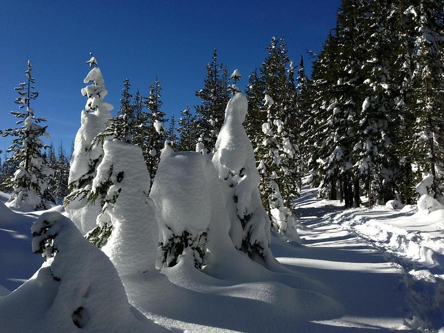 Snowy Oregon Photograph by Dorota Nowak