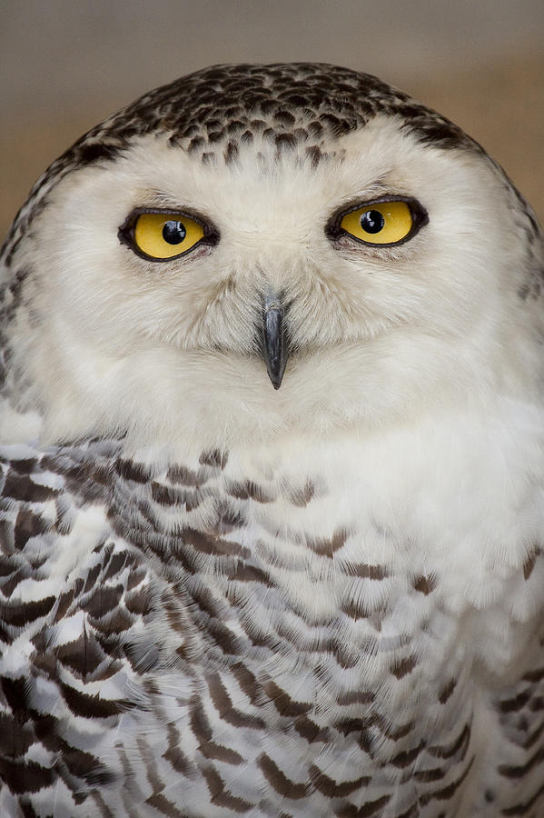 Eagle Photograph - Snowy Owl 1 B by John Brueske