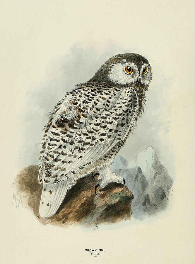 John James Audubon Painting - Snowy Owl 1 by Dreyer Wildlife Print Collections 