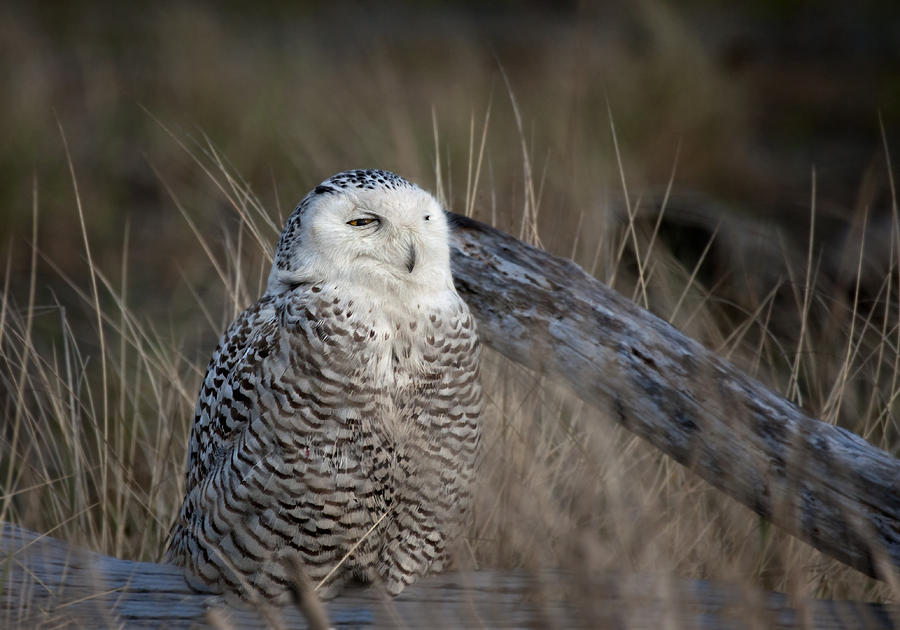 Snowy Owl 2 Photograph by Betty Depee
