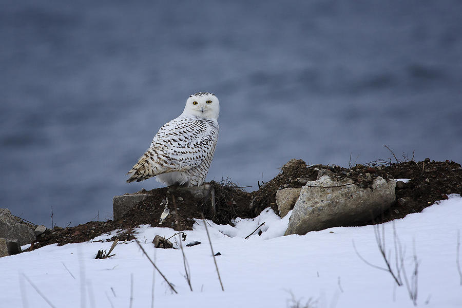 Snowy Owl 2 Photograph by Gary Hall