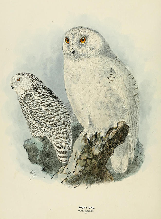 John James Audubon Painting - Snowy Owl 2 by Dreyer Wildlife Print Collections 