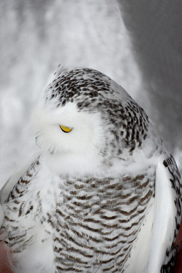 Snowy owl 2 Photograph by Tracy Winter