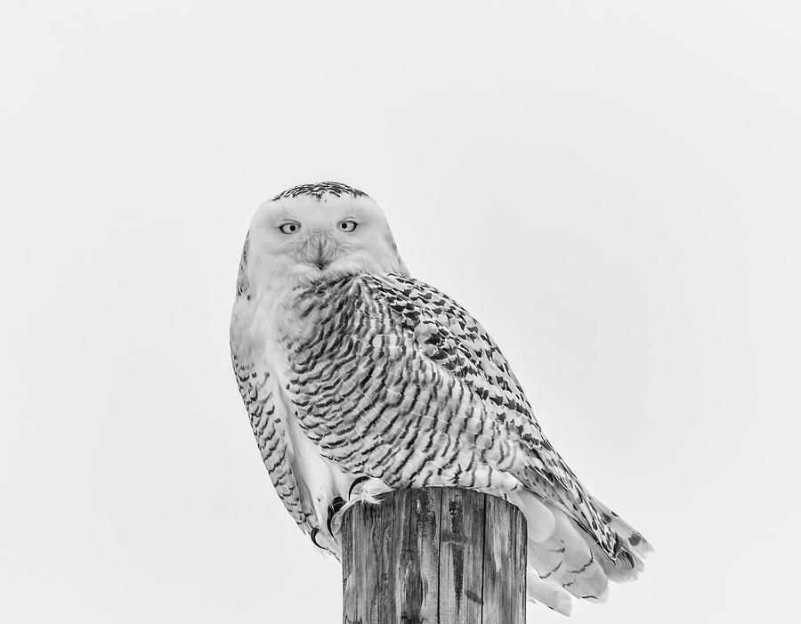 Owl Photograph - Snowy Owl 2014 1 Black and White by Thomas Young