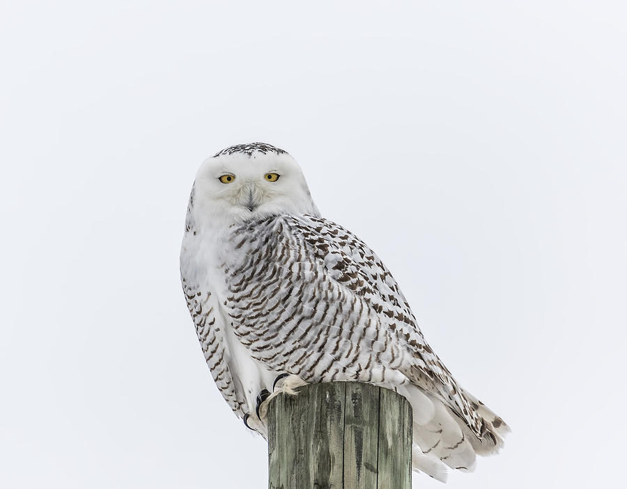 Snowy Owl 2014 1 Photograph by Thomas Young