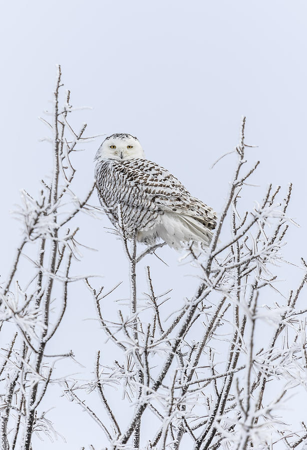 Snowy Owl 2014 4 Photograph by Thomas Young