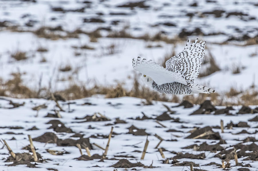 Snowy Owl 2014 6 Photograph by Thomas Young