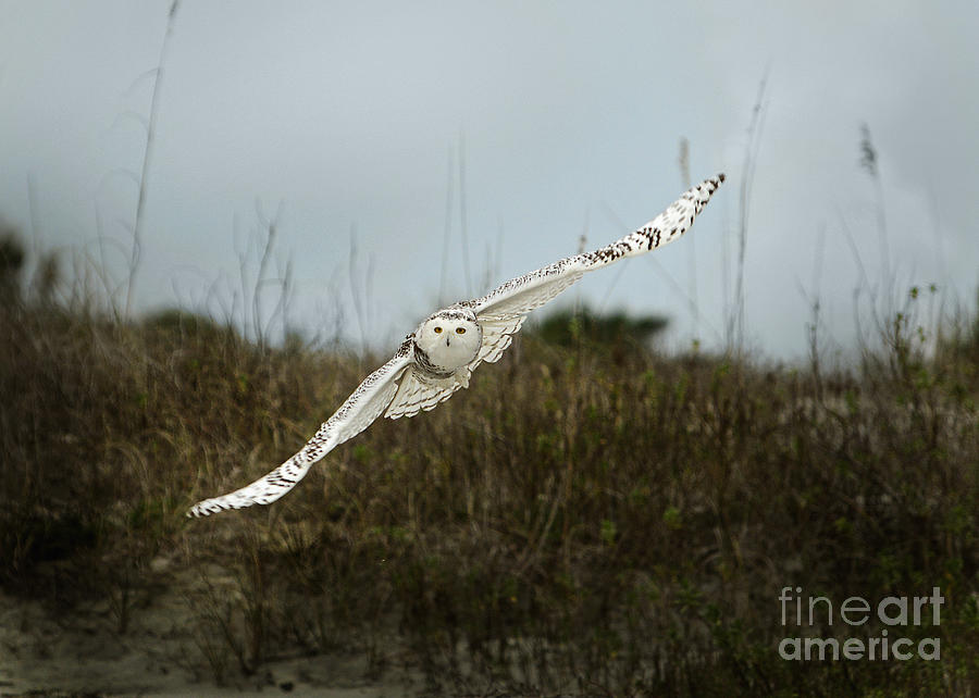 Snowy Owl 66 Painting by Cindy McIntyre