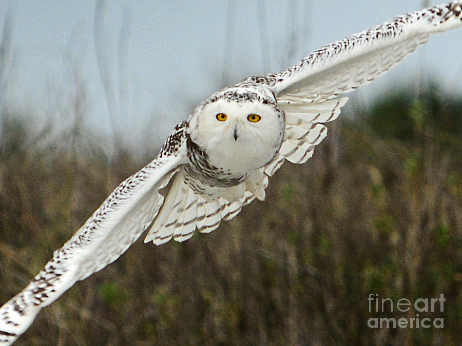 Snowy Owl 66 closeup Painting by Cindy McIntyre