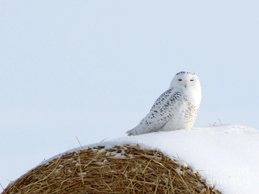 Snowy Owl Photograph by Alyce Taylor