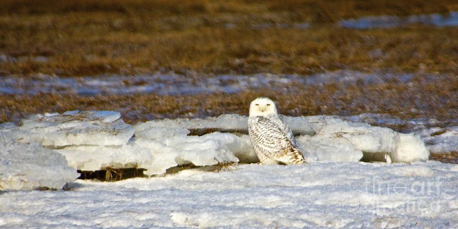 Snowy Owl Photograph by Amazing Jules