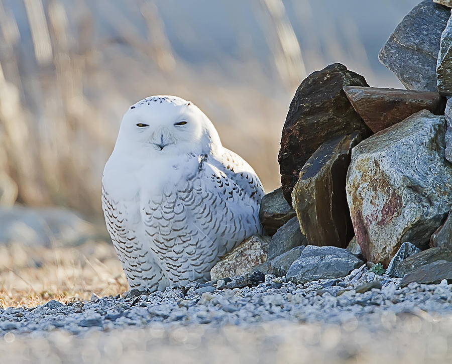 Snowy Owl Among the Rocks Photograph by John Vose