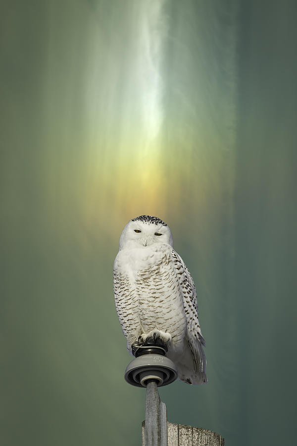 Snowy Owl And Aurora Borealis Photograph by Thomas Young