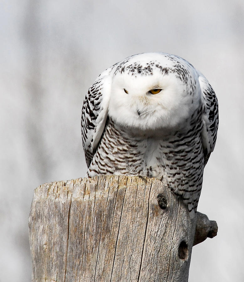 Snowy Owl Photograph by Andre Denis