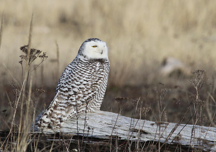 Snowy Owl Photograph by Angie Vogel