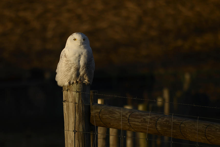 Snowy Owl Photograph by Ann Bridges