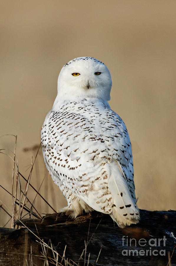 Snowy Owl Photograph by Anthony Mercieca