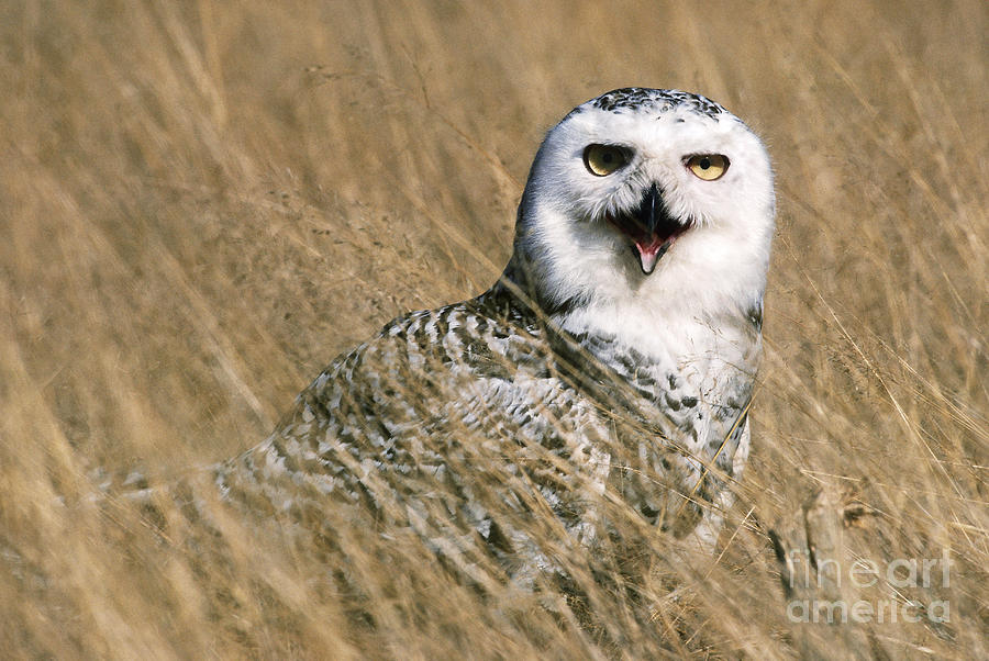 Snowy Owl Photograph by Art Wolfe