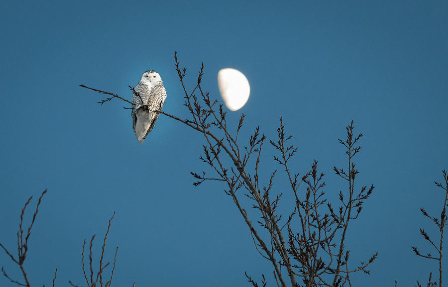 Snowy Owl at Moonrise Photograph by Sandy Roe