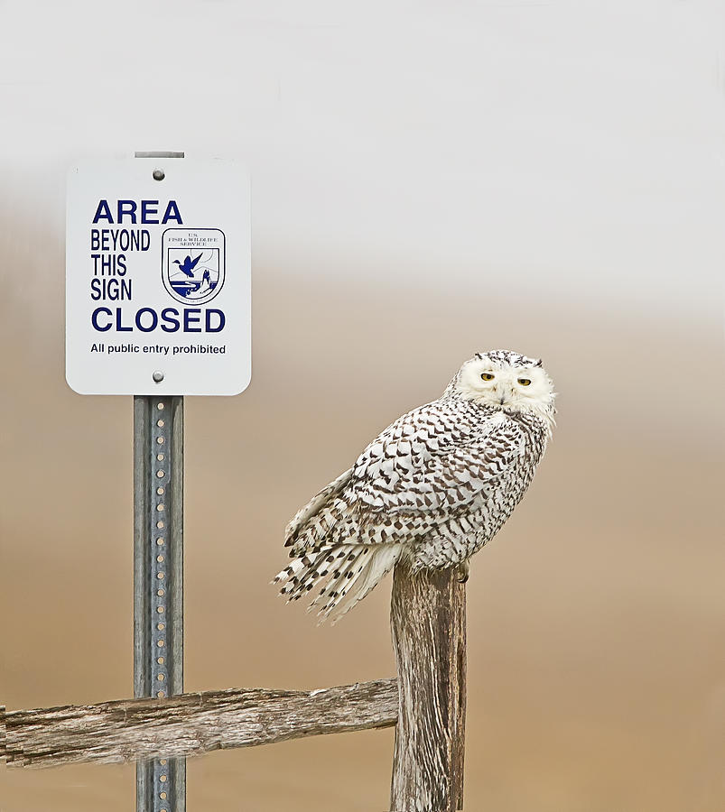 Snowy Owl at Parker River Wildlife Refuge Photograph by John Vose