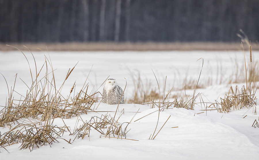 Snowy Owl At The Marsh 2 Photograph by Thomas Young