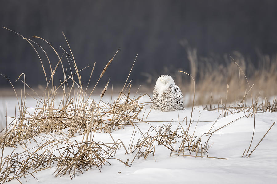 Snowy Owl At The Marsh 3 Photograph by Thomas Young
