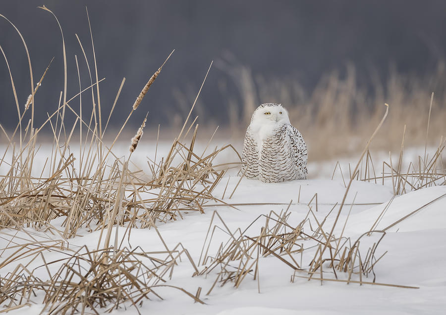Owl Photograph - Snowy Owl At The Marsh 5 by Thomas Young