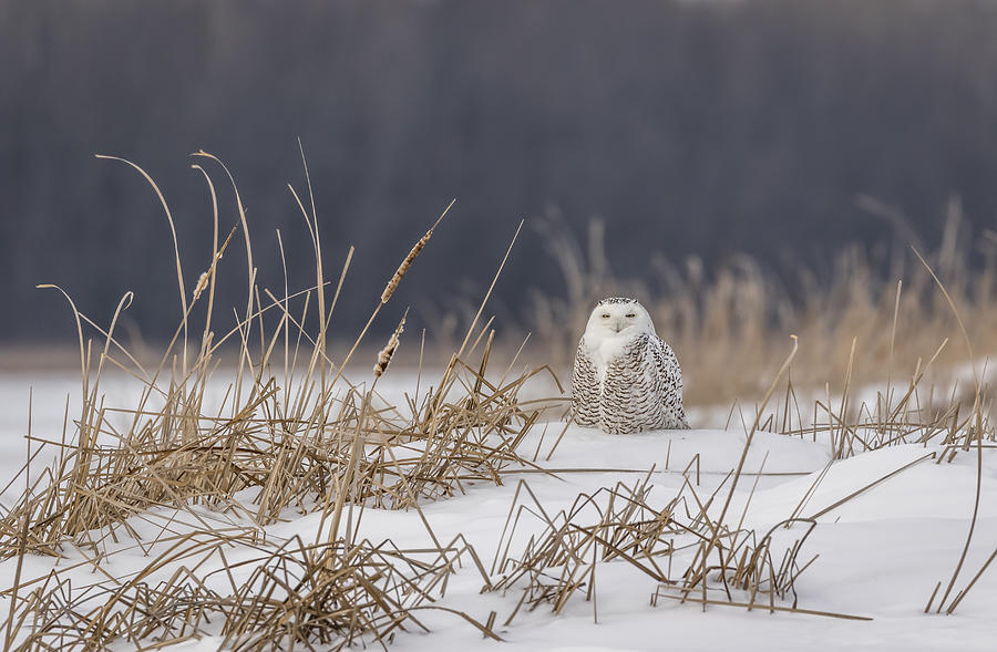 Snowy Owl At The Marsh 1 Photograph by Thomas Young