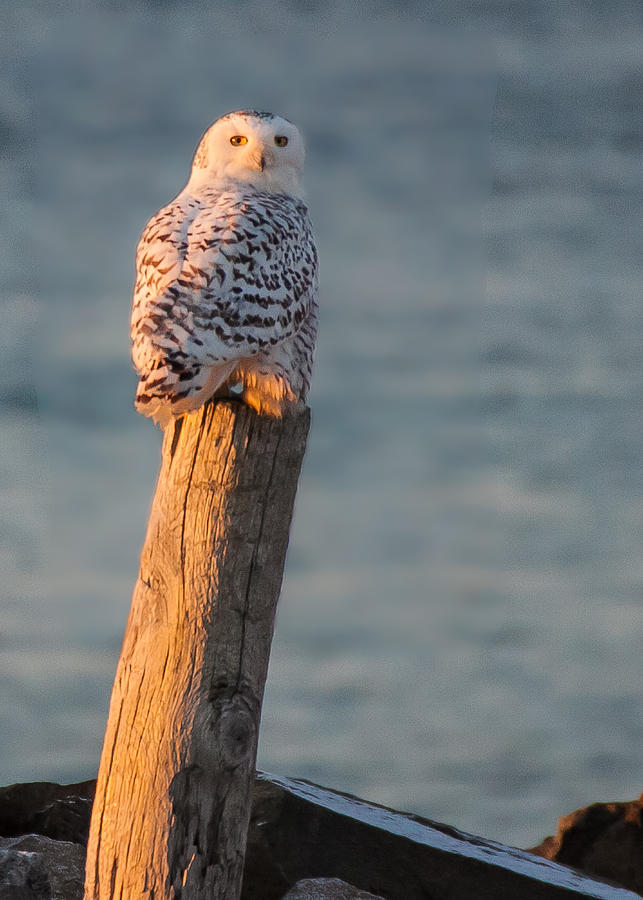 Snowy owl at the seashore Photograph by Jeff Folger