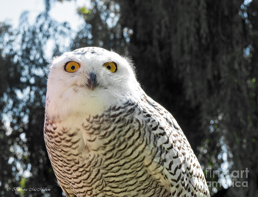 Snowy Owl Photograph by Barbara McMahon