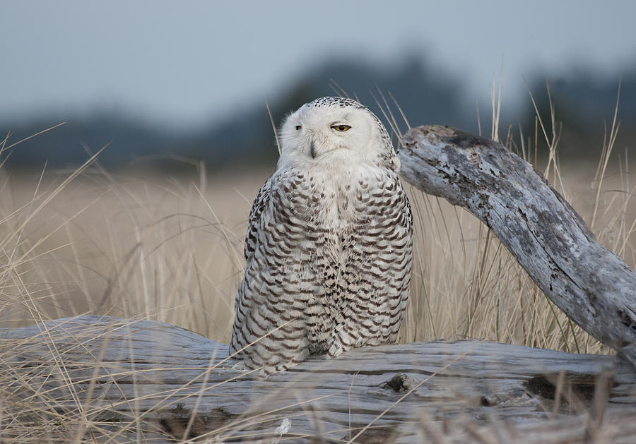 Snowy Owl Photograph by Betty Depee