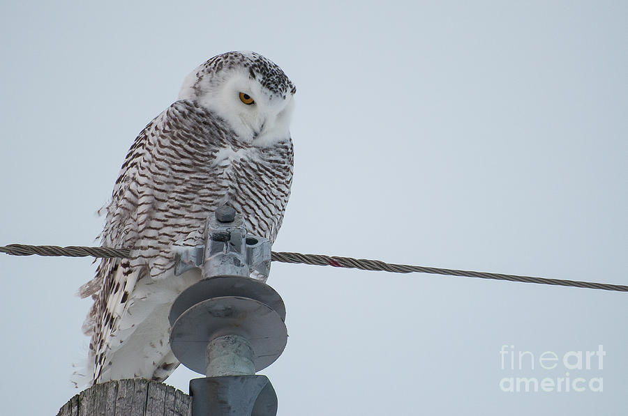 Snowy Owl Photograph by Bianca Nadeau