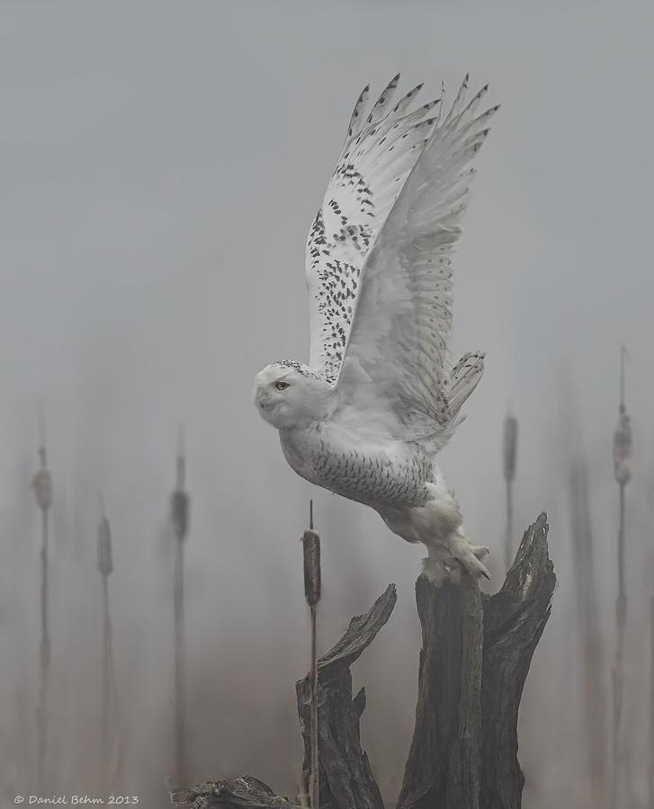 Snowy Owl Blastoff Photograph by Daniel Behm