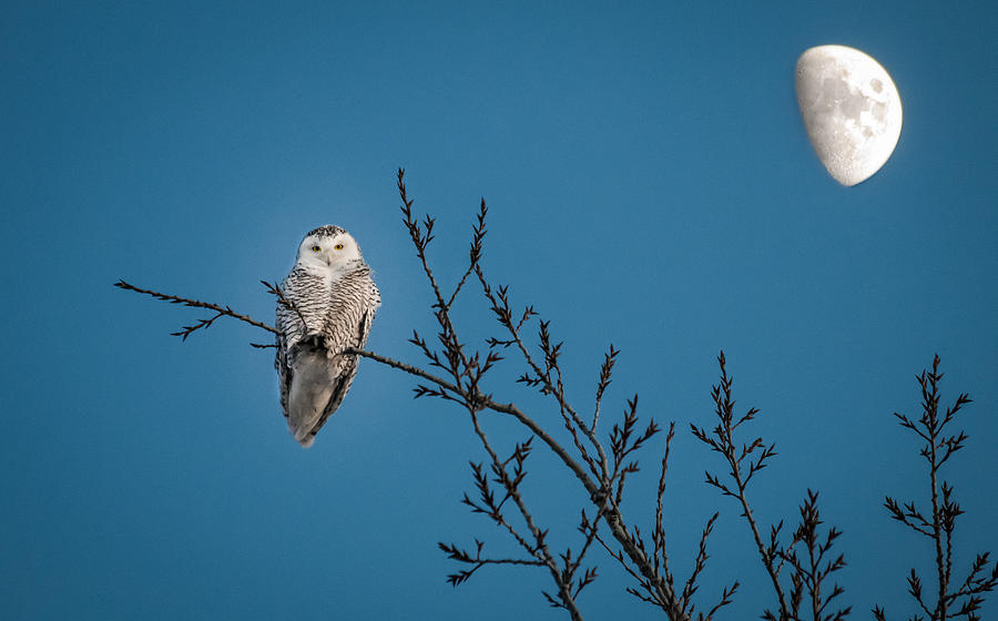 Snowy Owl By The Light Of The Moon Photograph by Sandy Roe