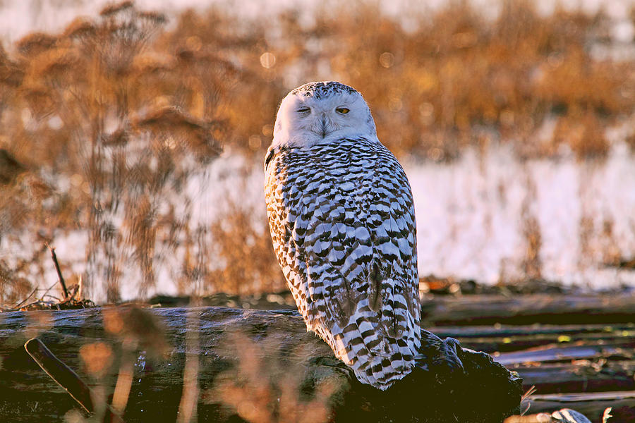 Snowy Owl Catching Some Winks Photograph by Peggy Collins