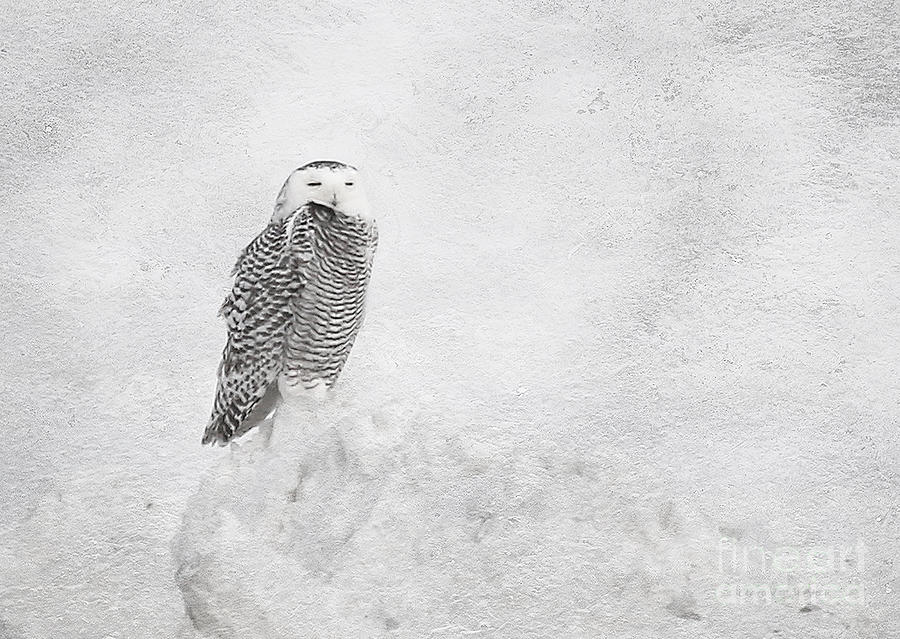 Owl Photograph - Snowy Owl by Clare VanderVeen