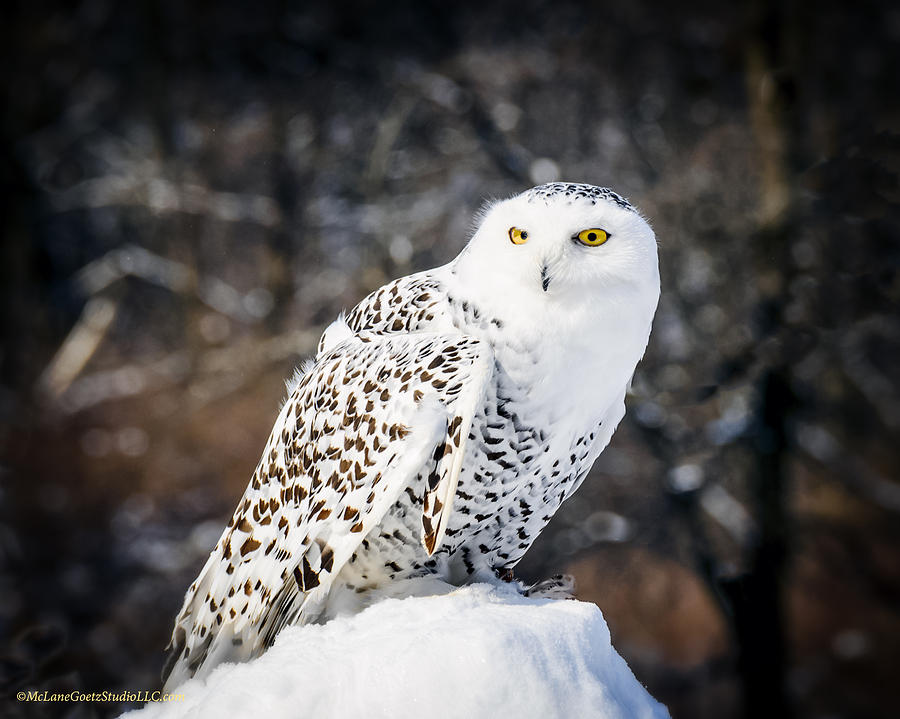 Snowy Owl Cold Stare Photograph by LeeAnn McLaneGoetz McLaneGoetzStudioLLCcom
