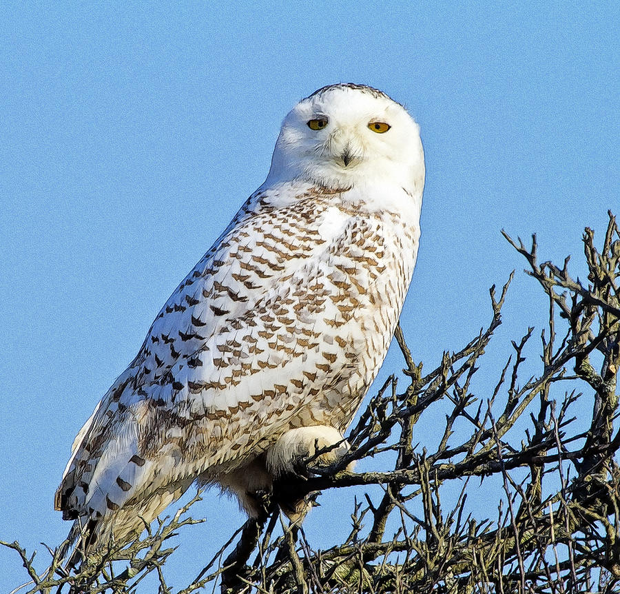 Snowy Owl Photograph by Constantine Gregory