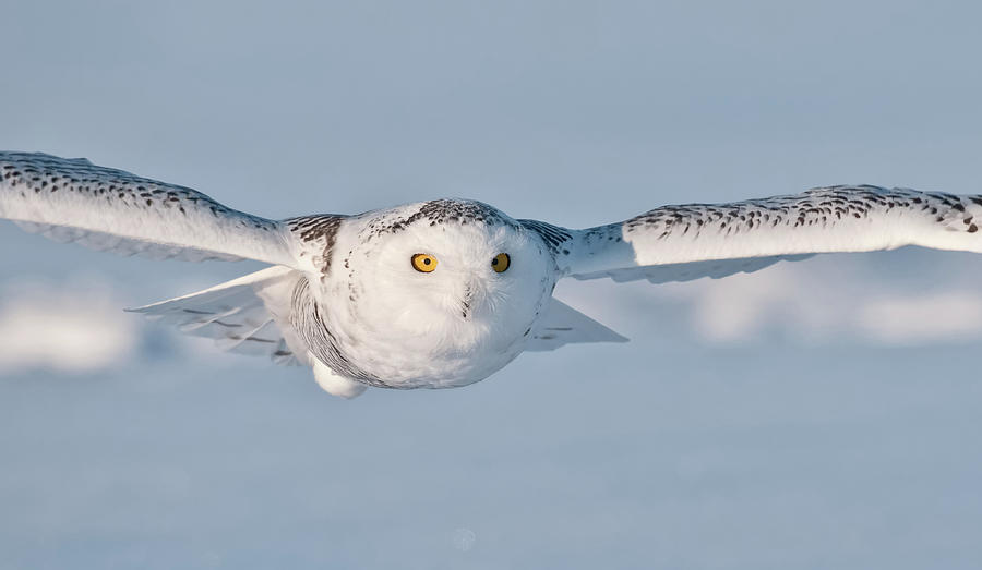 Owl Photograph - Snowy Owl by Copyright Michael Cummings