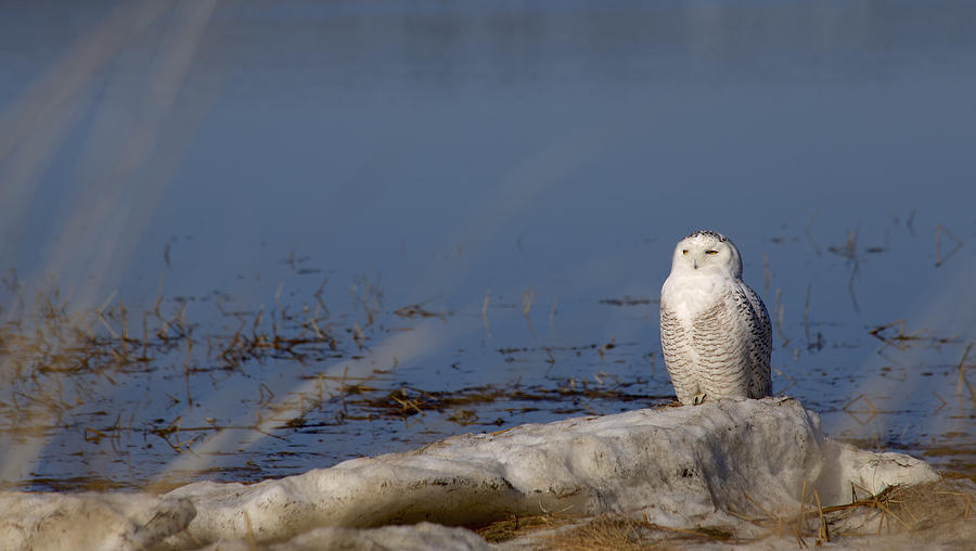 Winter Photograph - Snowy Owl by Craig Bohanan