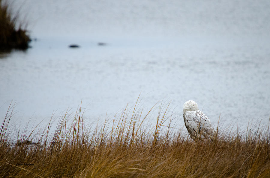Snowy Owl Photograph by Crystal Wightman